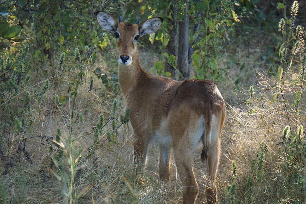 Antilope im Mole Nationalpark in Ghana