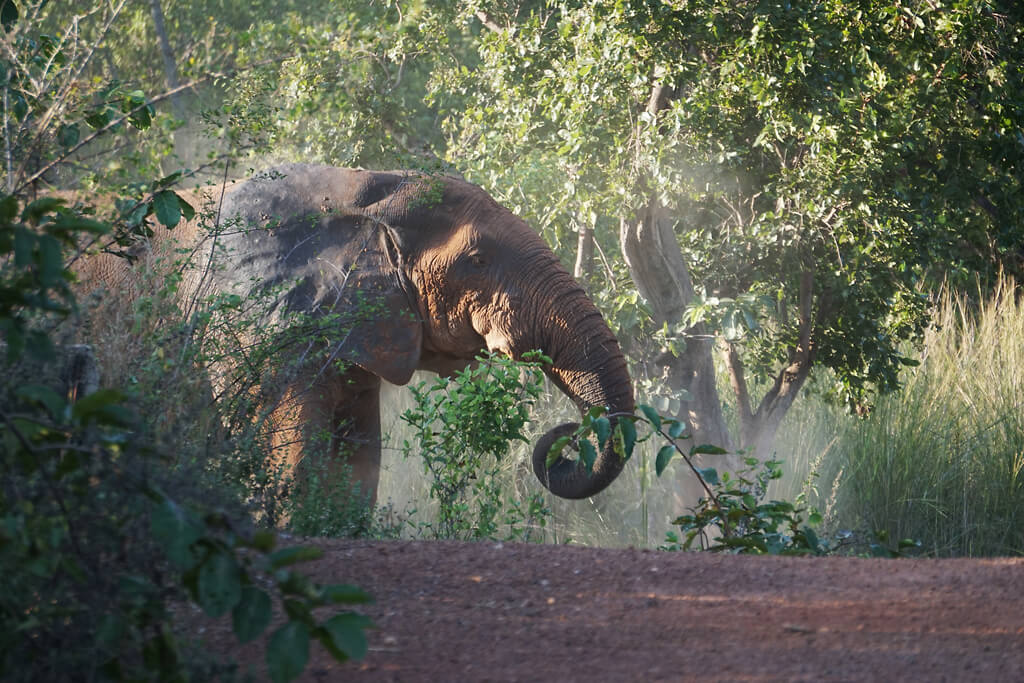 Elefant im Mole Nationalpark Ghana