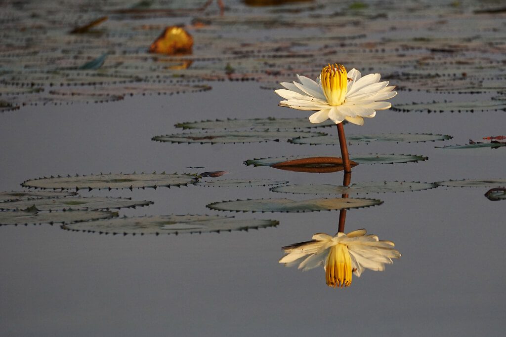 Seerose Lac Tengrela