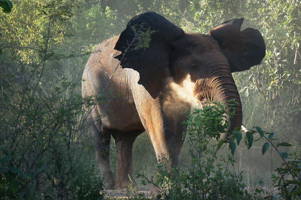 Safari in Ghana: Elefant im Mole Nationalpark 