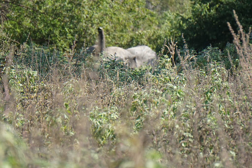 Elefant nimmt unsere Witterung auf, Mole Nationalpark in Ghana