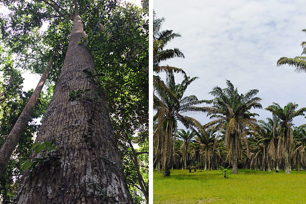 Nationalpark Banco in Abidjan und Botanischer Garten Bingerville