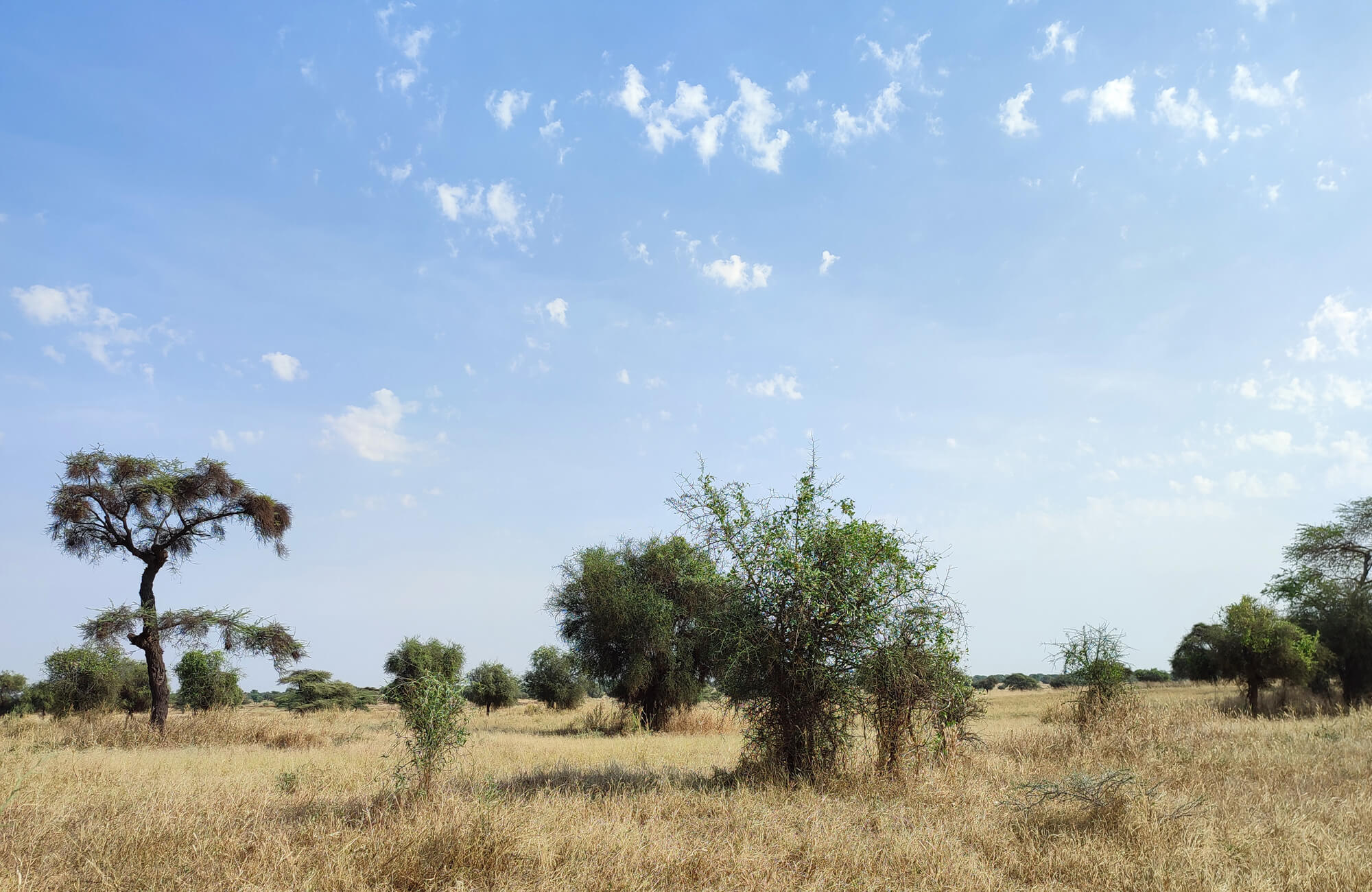 Steppenlandschaft im Senegal